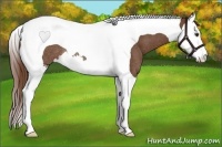 Horse Color:Chestnut Splash Tobiano Rabicano 