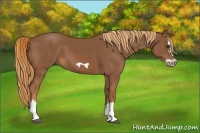 Horse Color:Chestnut Splash Frame 