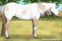 Horse Color:White Spotted Red Dun Appaloosa Brindle  and White Spotted Red Dun Appaloosa Rabicano Brindle 