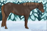 Horse Color:Liver Chestnut 