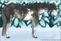 Horse Color:Liver Chestnut Sabino