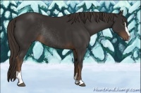 Horse Color:Liver Chestnut Sabino Rabicano 