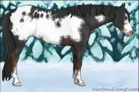Horse Color:Liver Chestnut Sabino Frame Appaloosa 