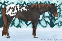 Horse Color:Liver Chestnut Appaloosa 