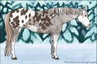 Horse Color:Liver Chestnut Sabino Splash Appaloosa 