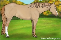 Horse Color:Red Dun 