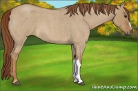 Horse Color:Red Dun Roan 