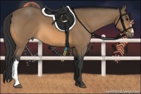 Horse Color:Buckskin 