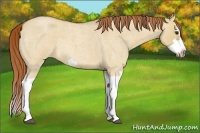 Horse Color:Red Dun Roan Splash Frame Rabicano 