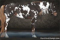 Horse Color:White Spotted Liver Chestnut Appaloosa 