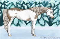 Horse Color:Chocolate Palomino Splash Frame 