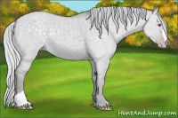 Horse Color:Silver Classic Cream Champagne Chinchilla Dun 