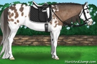 Horse Color:Buckskin Splash Appaloosa 