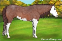Horse Color:Chocolate Brown Roan Splash