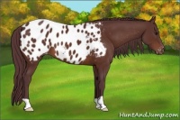 Horse Color:Chocolate Bay Appaloosa 