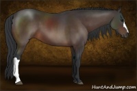 Horse Color:Brown 