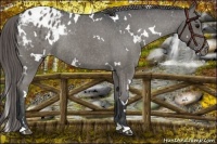 Horse Color:White Spotted Grullo Appaloosa Rabicano