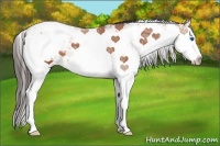 Horse Color:Bay Ice Sabino Splash Varnish 