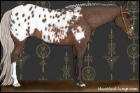 Horse Color:Silver Brown Blanket 