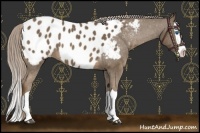 Horse Color:Chocolate Palomino Splash Appaloosa 