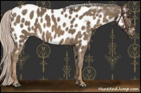 Horse Color:Chocolate Palomino Near Leopard 
