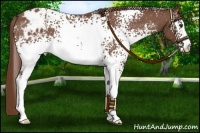 Horse Color:White Spotted Chestnut Varnish Rabicano 