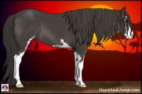 Horse Color:Smoky Black Sabino 