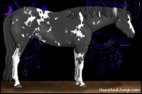 Horse Color:White Spotted Black 