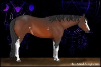 Horse Color:White Spotted Brown 