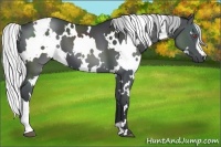 Horse Color:White Spotted Silver Black Chinchilla 