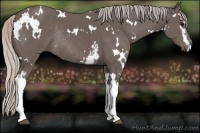 Horse Color:White Spotted Silver Black Rabicano