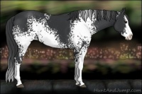 Horse Color:White Spotted Black Sabino Splash 