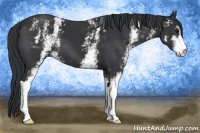 Horse Color:White Spotted Black Sabino