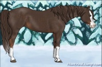Horse Color:Liver Chestnut Sabino Splash 