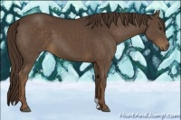 Horse Color:Liver Chestnut 