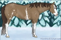 Horse Color:White Spotted Liver Red Dun Splash 
