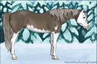 Horse Color:Chocolate Palomino Sabino Splash 