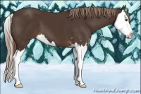 Horse Color:Liver Chestnut Sabino Splash 
