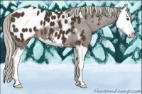 Horse Color:Liver Chestnut Sabino Splash Near Leopard 