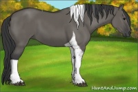 Horse Color:Grullo Tobiano 
