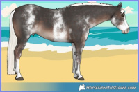 Horse Color:White Spotted Liver Chestnut Mushroom Sabino 