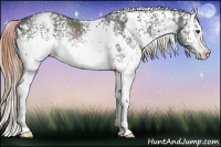 Horse Color:White Spotted Liver Chestnut Ice Rabicano 