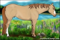 Horse Color:Red Dun