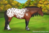 Horse Color:Brown Appaloosa  and Brown Appaloosa 