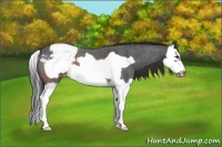 Horse Color:Brown Roan Splash Frame Snowcap 