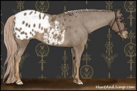 Horse Color:Chocolate Palomino Appaloosa 