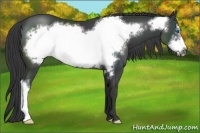 Horse Color:Black Frame 
