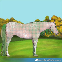 Horse Color:Watercolor Plaid Buckskin Ice