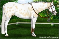 Horse Color:White Spotted Silver Classic Champagne Dun Splash Appaloosa 