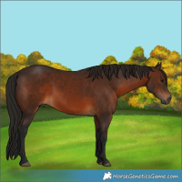 Horse Color:Gray Bay 